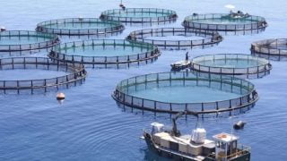 طنجة.. إطلاق مشروع إنشاء أول مفرخة للأسماك البحرية في المغرب