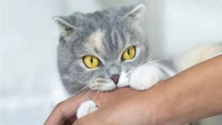 كن حذرًا من القطط، فقد تتسبب في عواقب وخيمة!