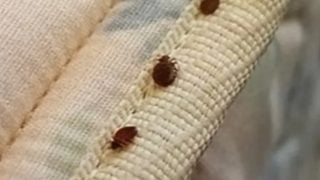 الحكومة الفرنسية تعتزم مكافحة بق الفراش في باريس قبل استضافة الألعاب الأولمبية