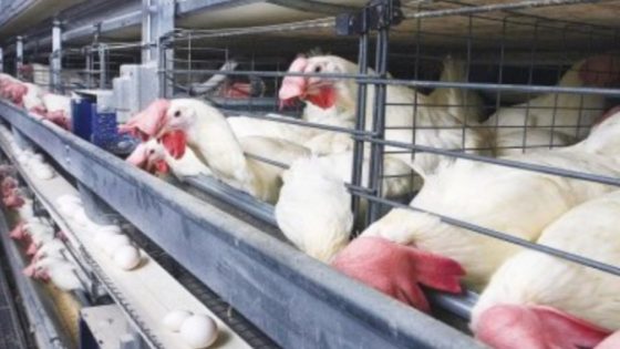 ارتفاع أسعار الدجاج في المغرب: تحديات وتأثيرات على القدرة الشرائية والزراعة المحلية