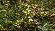 أزمة زيت الزيتون: ارتفاع الأسعار وتجارب غير أخلاقية تهدد السوق