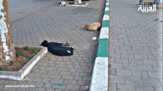 الكلاب الضالة تصول وتجول في شوارع العاصمة الزمورية بكل حرية وأمان