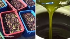 تضاعف أسعار زيت الزيتون: النواحي الاقتصادية والإجراءات الحكومية المتخذة