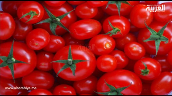 تفشي فيروس ToBRFV يهدد إنتاج الطماطم في سوس المغربية ويستنفر الجهود البحثية