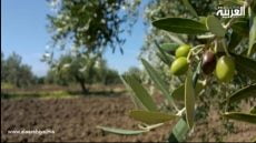 تراجع إنتاج الزيتون في جهة كلميم وادنون خلال موسم 2023-2024 بنسبة 30% بسبب العوامل المناخية