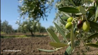 تراجع إنتاج الزيتون في جهة كلميم وادنون خلال موسم 2023-2024 بنسبة 30% بسبب العوامل المناخية