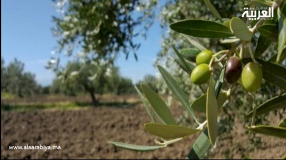 تراجع إنتاج الزيتون في جهة كلميم وادنون خلال موسم 2023-2024 بنسبة 30% بسبب العوامل المناخية