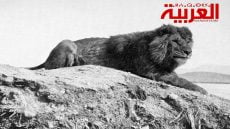 مستجدات ظهور الأسد بجبال الأطلس ما بين إقليمي خنيفرة والخميسات تثير الحيرة والترقب؟!