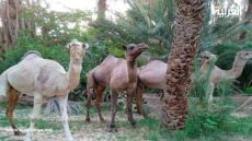 طاطا: الرعي الجائر بجماعة تزغت إحتقان يتجدد في موسم الجفاف