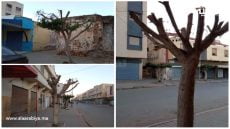 عملية تشديب الأشجار يعود إلى الواجهة بالخميسات