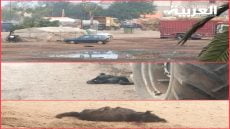 المعازيز تستفيق يوم الجمعة على الرصاص والهلع؟!