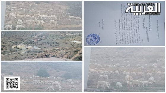 الرعي الجائر يغضب سكان إلماتن ضواحي تزنيت مع تنظيم وقفة احتجاجية أمام مقر القيادة