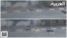 الكلاب الضالة بالخميسات تشارك الشوارع الرئيسية مع المواطنين