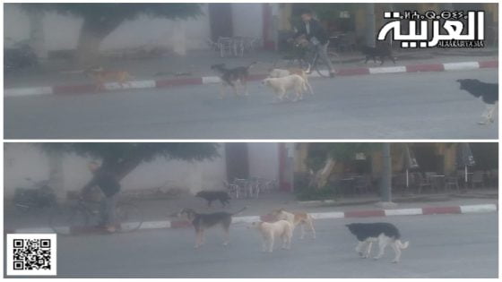 الكلاب الضالة بالخميسات تشارك الشوارع الرئيسية مع المواطنين