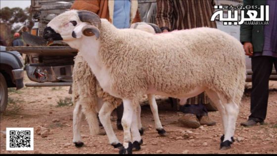 هل يجوز الاقتراض لشراء أضحية العيد؟