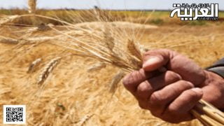 إنتاج القمح في المغرب والجزائر