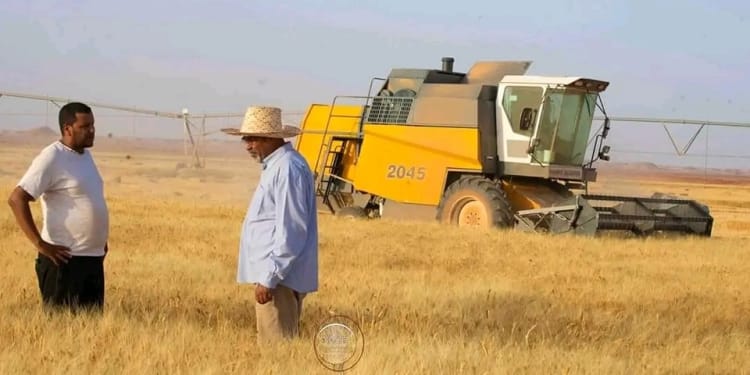 إنتاج القمح في المغرب والجزائر