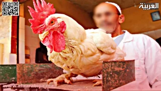 ارتفاع أسعار الدجاج