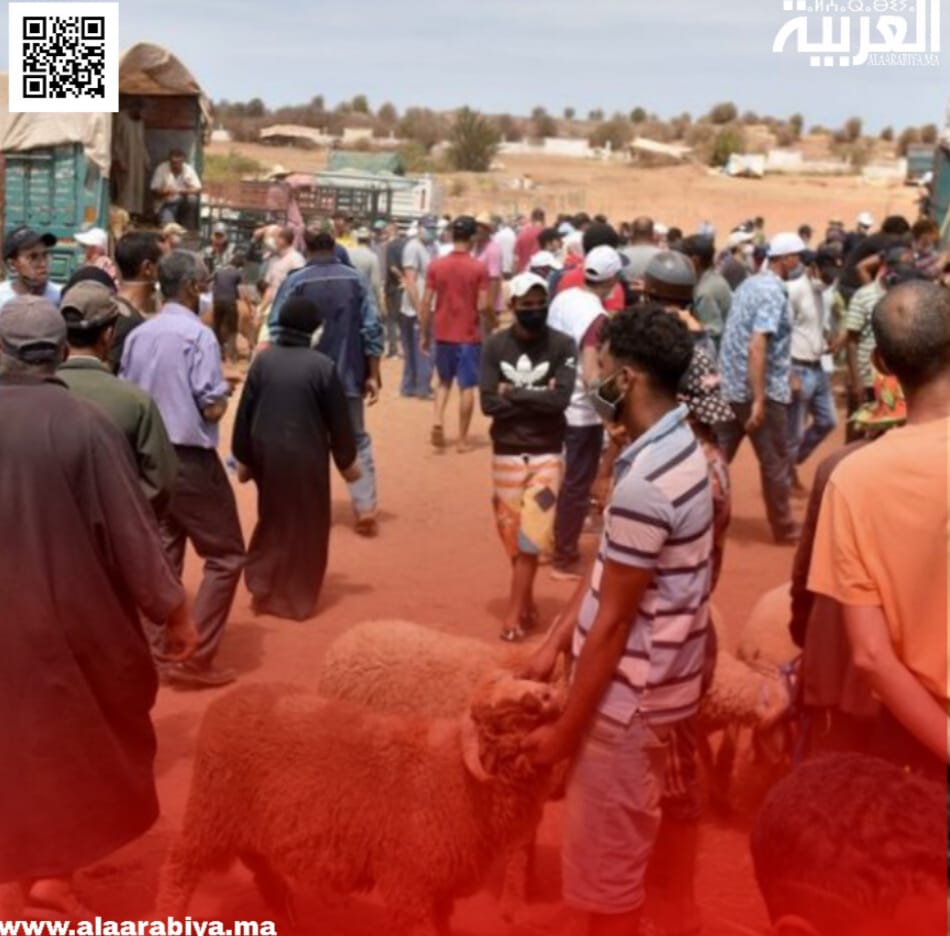 سمسرة كراء سوق بيع المواشي والأغنام بتيفلت تؤجل إلى يوم الجمعة