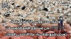 وصل عدد رؤوس الأغنام المرقمة 295.374 على مستوى إقليم الخميسات تُعْرض للبيع بمناسبة عيد الأضحى المبارك