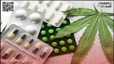 القنب الهندي