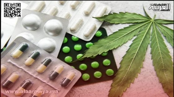 القنب الهندي