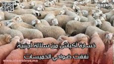 خسارة أكباش من سلالة أجنبية نفقت ضواحي الخميسات