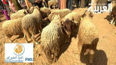 مشاكل عيد الأضحى.. الحزب المغربي الحر يندد بسياسة الحكومة ويحملها مسؤولية ترك المواطنين عرضة لعصابات السمسرة في الأضاحي