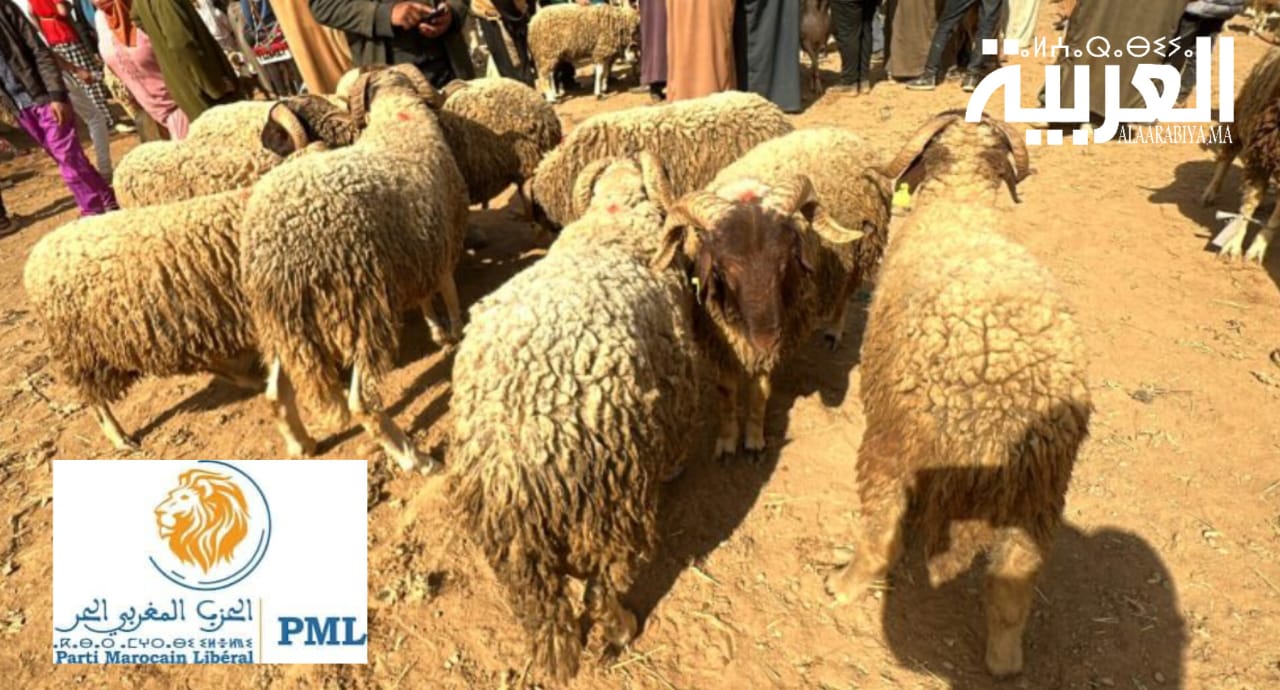 مشاكل عيد الأضحى.. الحزب المغربي الحر يندد بسياسة الحكومة ويحملها مسؤولية ترك المواطنين عرضة لعصابات السمسرة في الأضاحي