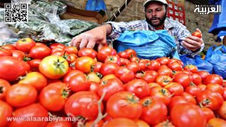 الوجه الخفي للطماطم المغربية