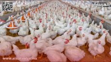 ارتفاع أسعار الدواجن