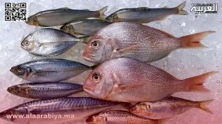 حملة تفتيشية بالداخلة تسفر عن حجز 03 أطنان من الأسماك غير القانونية