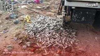 السلطات تحجز أطنان من السمك الفاسد كان موجها لصناعة الأعلاف
