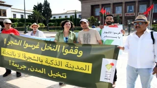 في المدن المغربية .. قلق بيئي بشأن حملات غرس النخيل