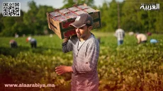فرنسا تراهن على العمالة الموسمية المغربية لسد النقص في القطاع الزراعي “حاجة إلى 800 ألف عامل”