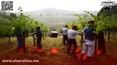 استغلال العمال الزراعيين في فرنسا.. مأساة المهاجرين المغاربة تصارع بين الأمل والاضطهاد