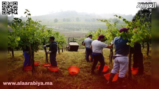 استغلال العمال الزراعيين في فرنسا.. مأساة المهاجرين المغاربة تصارع بين الأمل والاضطهاد