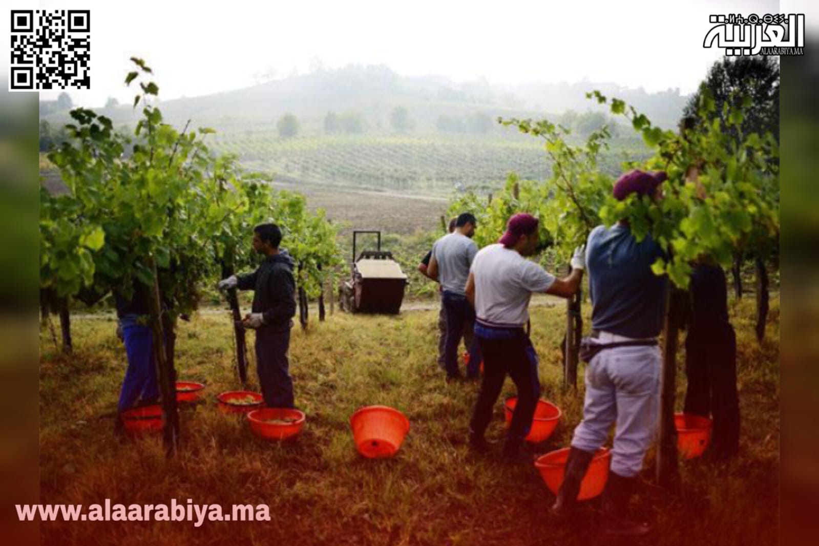 استغلال العمال الزراعيين في فرنسا.. مأساة المهاجرين المغاربة تصارع بين الأمل والاضطهاد