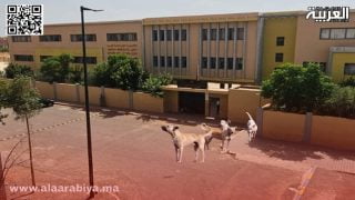 أزمة الكلاب الضالة في حي أزلي: خطر متزايد يهدد سلامة السكان