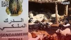 الدرك الملكي بالخميسات يفكك عصابة “الفراقشية”