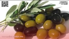 نشاط ملحوظ في سوق الزيتون بوزان وارتفاع في الأسعار