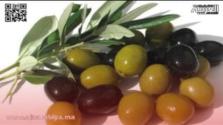 نشاط ملحوظ في سوق الزيتون بوزان وارتفاع في الأسعار