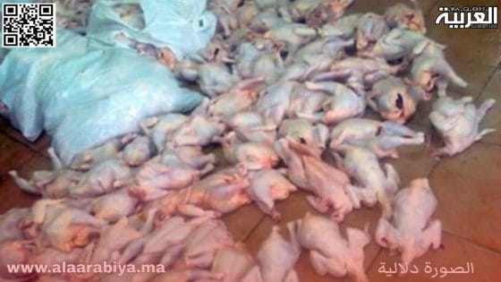 الدرك الملكي يطيح بشبكة خطيرة متخصصة في بيع الدجاج النافق  لمنظمي الحفلات والأعراس