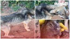 الكلاب الجرباء