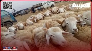 جماعة سطات تقرر إغلاق رحبة بيع المواشي قبيل عيد الأضحى