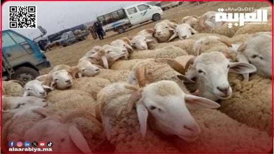 جماعة سطات تقرر إغلاق رحبة بيع المواشي قبيل عيد الأضحى