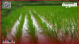 فلاحو الأرز في الغرب يواجهون خطر الإفلاس بسبب المنافسة الأجنبية.. وإبراهيمي يوجه أسئلة حرجة للحكومة