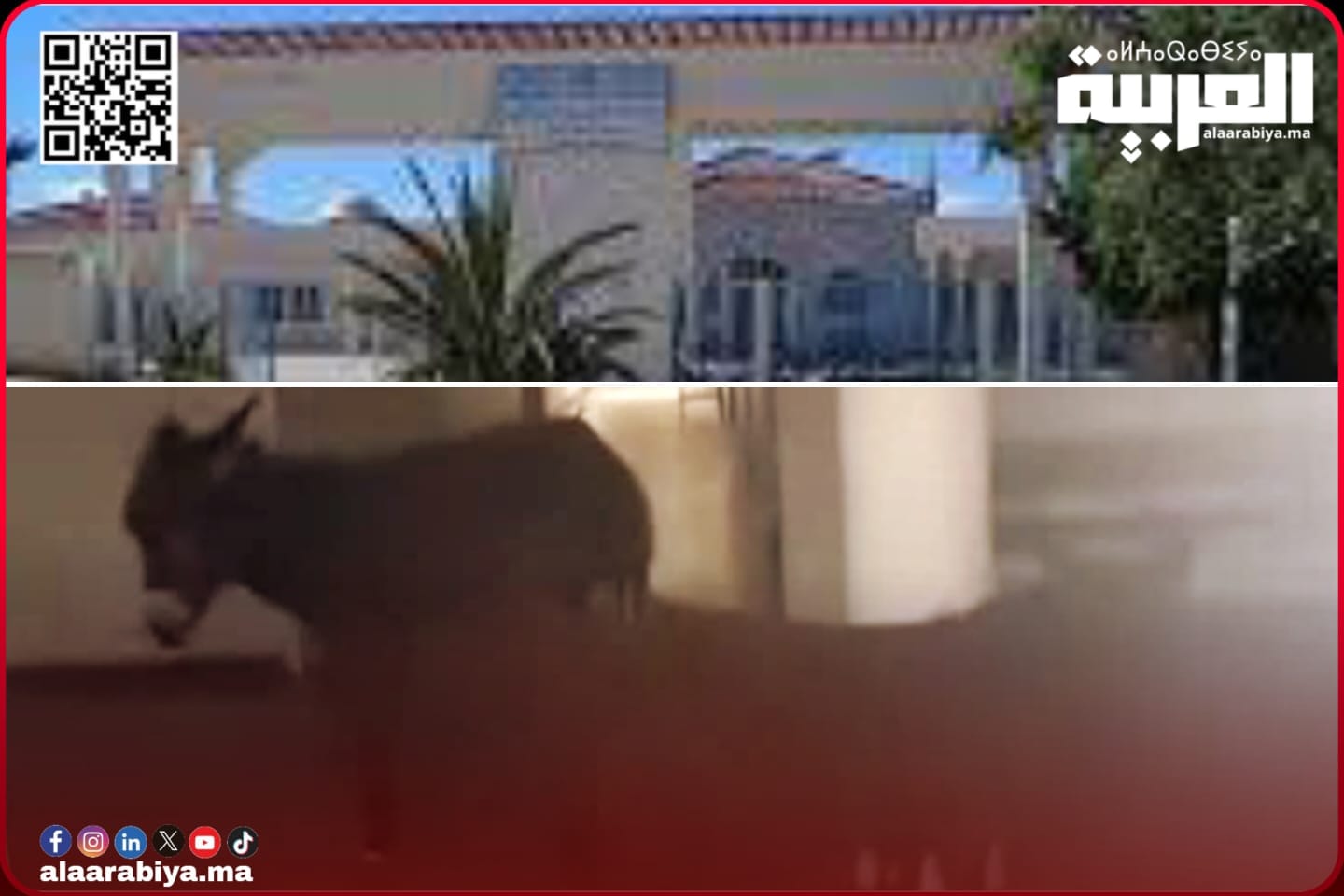 واقعة ظهور حمارين بالمستشفى المحلي أولماس تثير نقاشا حول واقع الصحة بالجماعة وبإقليم الخميسات