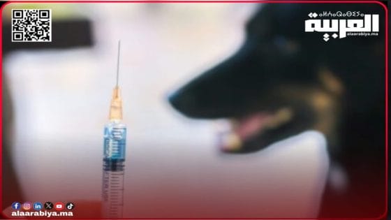 غياب مصل السعار بأزمور… أرواح مهددة