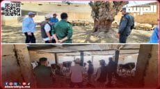 عملية الإحصاء الشامل لقطيع الماشية بإقليم الخميسات تنطلق تنفيذا للتعليمات الملكية السامية